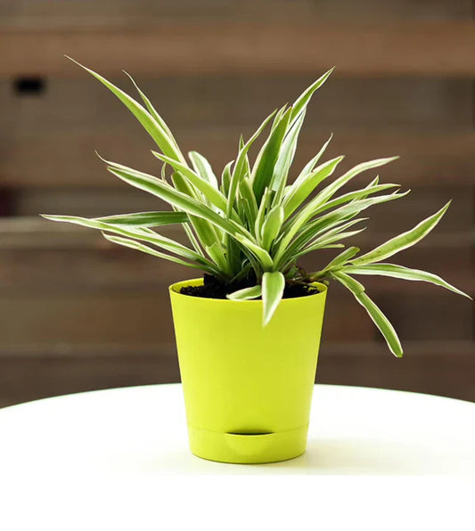Areca Palm Self‑Watering Pot